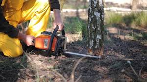 Best Weed Control Services  in Wildwood, NJ