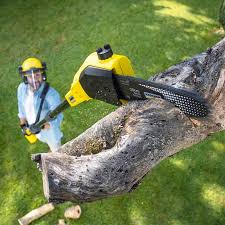 Why Choose Our Tree Removal Services in Wildwood, NJ?