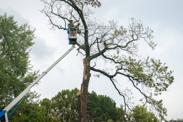 Best Utility Line Clearance  in Wildwood, NJ